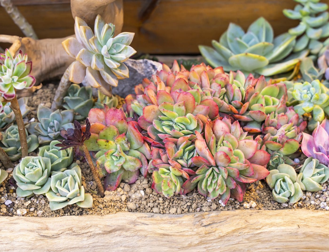 Miniature succulent plants