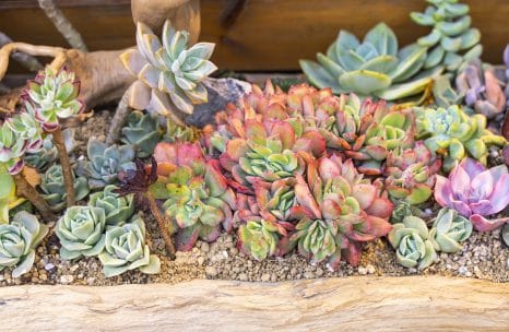 Miniature succulent plants