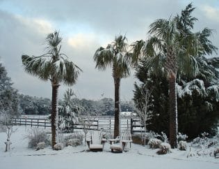 Pourquoi les palmiers ne peuvent survivre dans les climats du nord