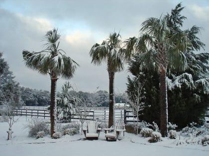 Pourquoi les palmiers ne peuvent survivre dans les climats du nord