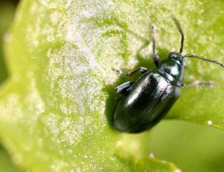 vos plantes pour éviter une infestation de parasites